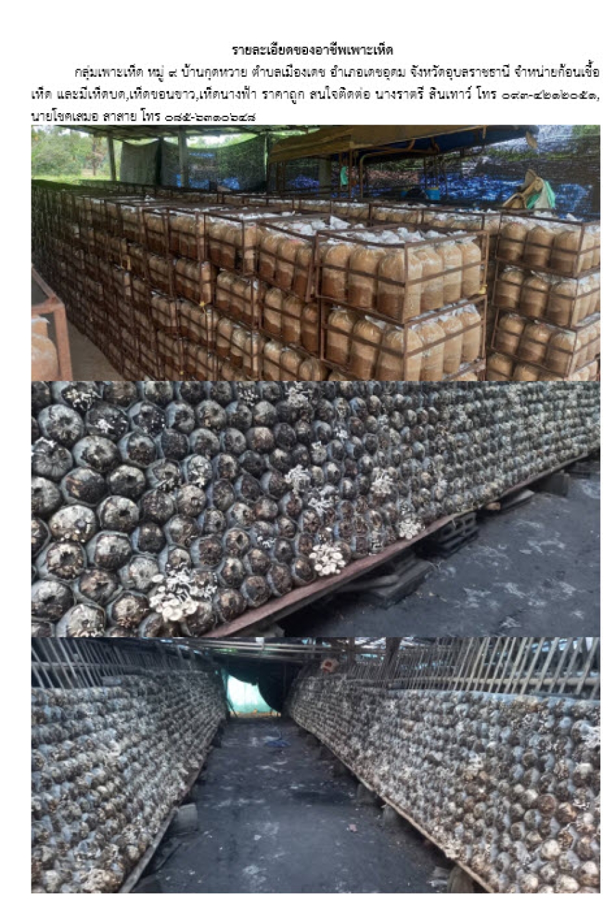 กลุ่มเพาะเห็ด หมู่ 9 บ้านกุดหวาย ตำบลเมืองเดช อำเภอเดชอุดม จังหวัดอุบลราชธานี