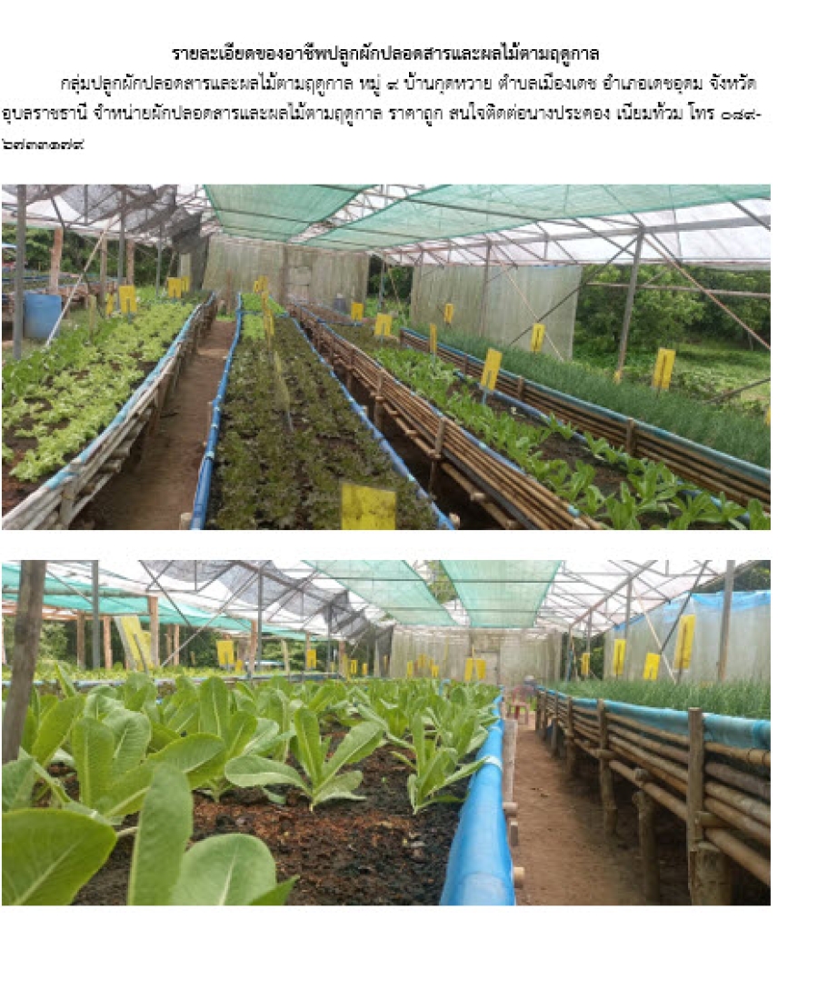 กลุ่มปลูกผักปลอดสารและผลไม้ตามฤดูกาล หมู่ 9 บ้านกุดหวาย ตำบลเมืองเดช อำเภอเดชอุดม จังหวัดอุบลราชธานี